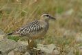 Charadrius morinellus